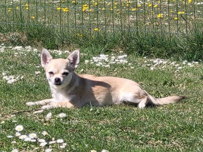 Étalon Chihuahua - Vanille bourbon De la vallée d'Anubis