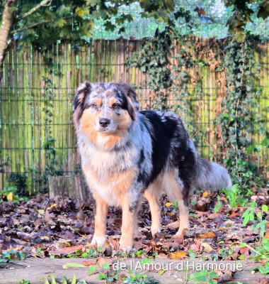 Étalon Berger Australien - Tess De L'Amour D'Harmonie
