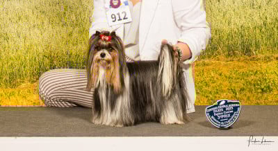 Étalon Biewer Terrier - CH. Tahaa Titre Initial