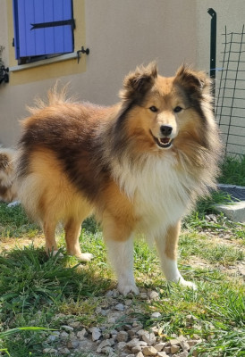 Étalon Shetland Sheepdog - Ryuk teddy bear Of Biotiful Gems