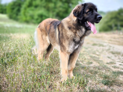 Étalon Leonberger - Verone Du Charme De Montrésor