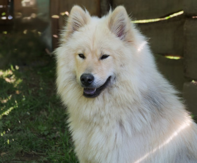 Étalon Eurasier - Triskell Des Légendes De La Louve Arc-en-ciel