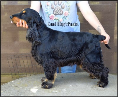 Étalon Cocker Spaniel Anglais - Ultime eden (Sans Affixe)