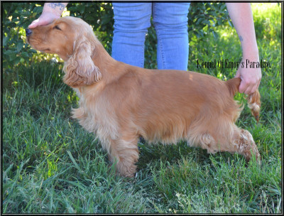 Étalon Cocker Spaniel Anglais - Vedette Of Enjoy's Paradise