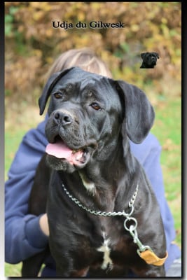 Étalon Cane Corso - Udja du Gilwesk