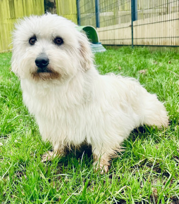 Étalon Coton de Tulear - Tempo Des Trois G
