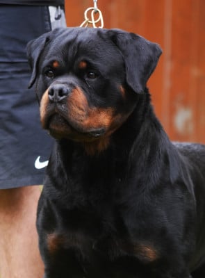 Étalon Rottweiler - S'croc Vom Owane's Paradise