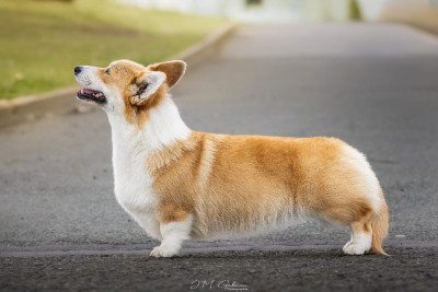 Étalon Welsh Corgi Pembroke - born to be Your legend of zelda