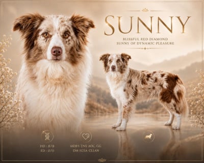 Étalon Border Collie - Blissful diamond red sunny of dynamic pleasure