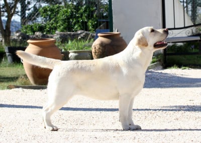 Étalon Labrador Retriever - CH. Trust me i m pretty Of evergreen oak