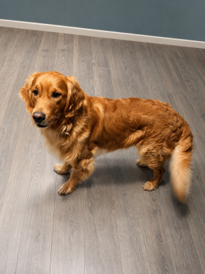 Étalon Golden Retriever - U're oracy's shadow de la vallée des golden d or}