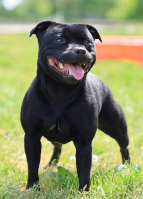 Étalon Staffordshire Bull Terrier - Uppercut to the heart Du Domaine Des Juraires