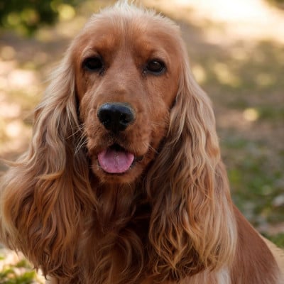 Étalon Cocker Spaniel Anglais - Thao De La Lisardière