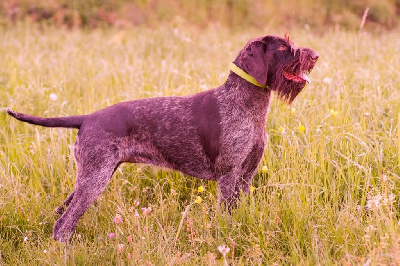 Étalon Chien d'arrêt allemand à poil dur - Nala fantastic of miki