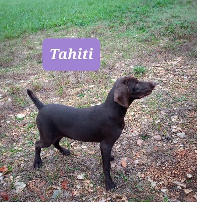 Étalon Braque allemand à poil court - Tahiti de l'etang du vert