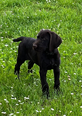 Étalon Chien d'arrêt allemand à poil dur - Venja Des Marais De L'Essonne