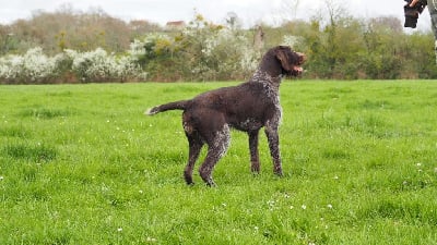 Étalon Chien d'arrêt allemand à poil dur - Ultrachic Du baconnais