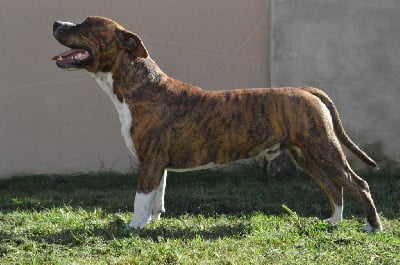 Étalon American Staffordshire Terrier - Us marshall Guardians Of The Blue Line
