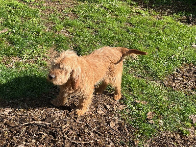 Étalon Basset fauve de Bretagne - Honeur Du Pays Gros Chêne Et Foret