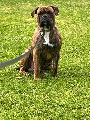 Étalon Bulldog continental - Ulk De La Fée Contis