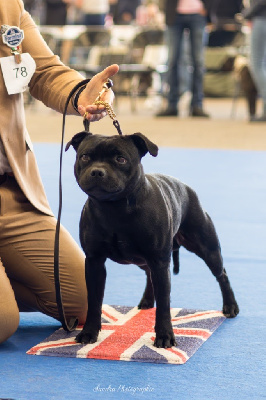 Étalon Staffordshire Bull Terrier - Skillstaff T-bag
