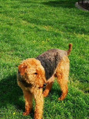 Étalon Airedale Terrier - SikÛ Des Plaines Panielloises