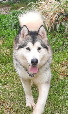 Étalon Alaskan Malamute - CH. Layla (Sans Affixe)