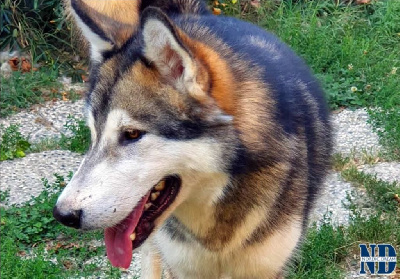 Étalon Alaskan Malamute - Perfect day (Sans Affixe)