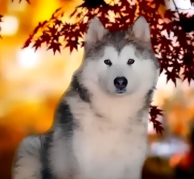 Étalon Alaskan Malamute - Take me away of the Nordic Dream