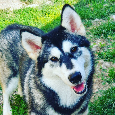 Étalon Alaskan Malamute - Penelope (Sans Affixe)