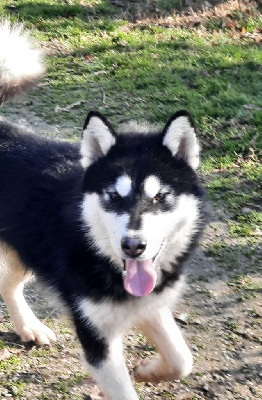 Étalon Alaskan Malamute - The great pretender of the Nordic Dream