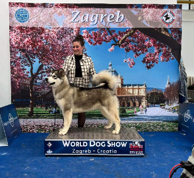 Étalon Alaskan Malamute - CH. Ueekata kuma De L'Esprit De Waheela