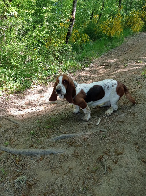 Étalon Basset Hound - des Cotes de la Saunade Rosette