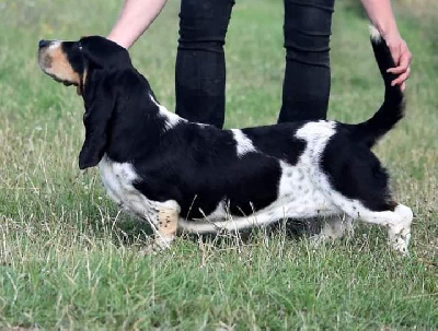 Étalon Basset Hound - des Cotes de la Saunade Smarties