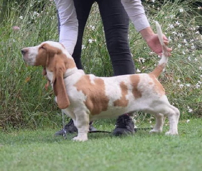 Étalon Basset Hound - des Cotes de la Saunade Tabasco