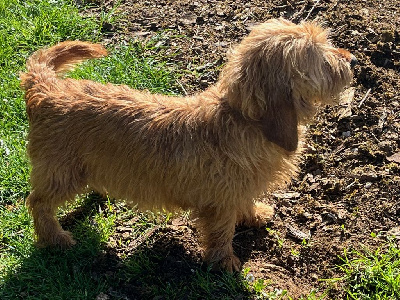 Étalon Basset fauve de Bretagne - Nelfy Du Pays Gros Chêne Et Foret