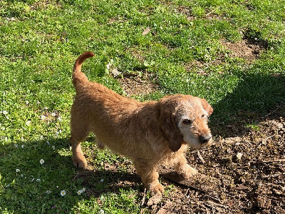 Étalon Basset fauve de Bretagne - Junior Du Pays Gros Chêne Et Foret
