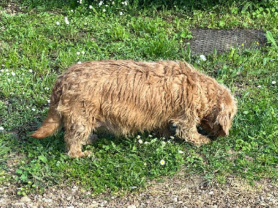 Étalon Basset fauve de Bretagne - Pena Du Pays Gros Chêne Et Foret