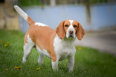 Étalon Beagle - Pepite De La Lisardière