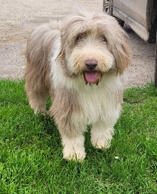 Étalon Bearded Collie - Schanelle du moulin de l'Auray