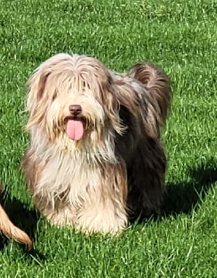 Étalon Bearded Collie - Samsara du moulin de l'Auray
