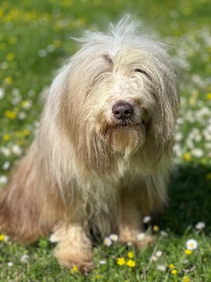 Étalon Bearded Collie - Dream From Highland's Shouchen mez