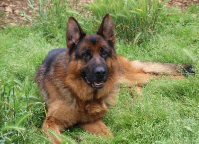 Étalon Berger Allemand - Saro val de la houee