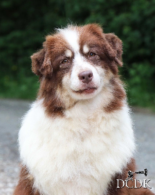 Étalon Berger Australien - Poesy from the north du chemin des korrigans