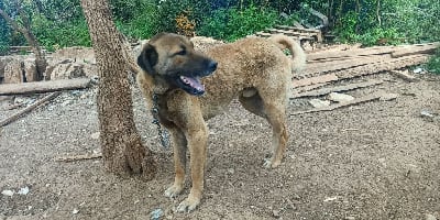 Étalon Berger Kangal - Tracker lkoroka de la Forêt des Quatre Seigneurs