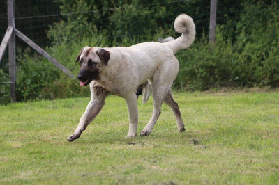 Étalon Berger Kangal - CH. Texas the Breeding Winner