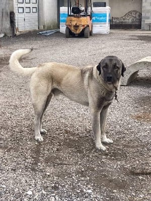 Étalon Berger Kangal - Tarkan malnar de la Forêt des Quatre Seigneurs