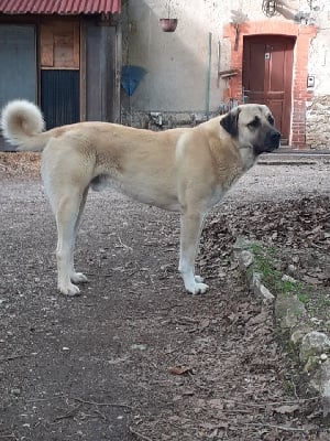 Étalon Berger Kangal - Torgal malnar de la Forêt des Quatre Seigneurs