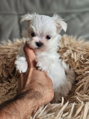 Étalon Bichon maltais - Uno du Domaine San Sébastian