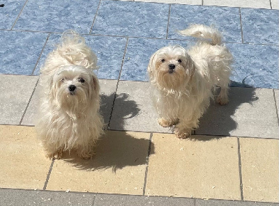 Étalon Bichon maltais - Orfée du Moulin de la Terrasse